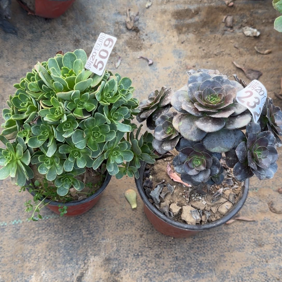 多肉509+232满20包邮断枝不包