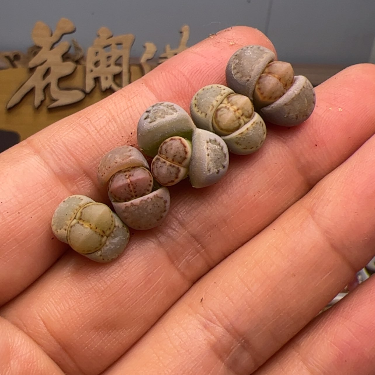 【闪购商品】00000003饼干