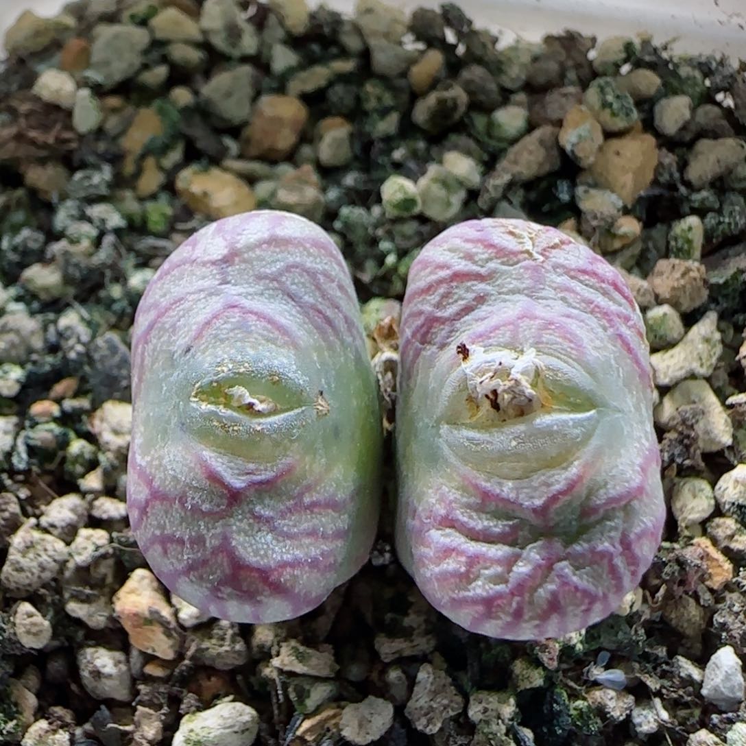 2-4-6-3全场8.8折满58包邮嘟嘟嘴mf3脱土