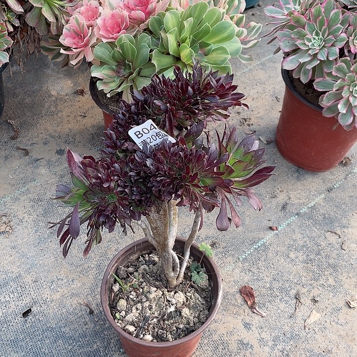 43黑法师缀化多肉法师多肉