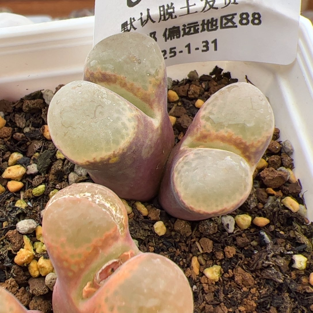 0848号 风铃 多肉植物