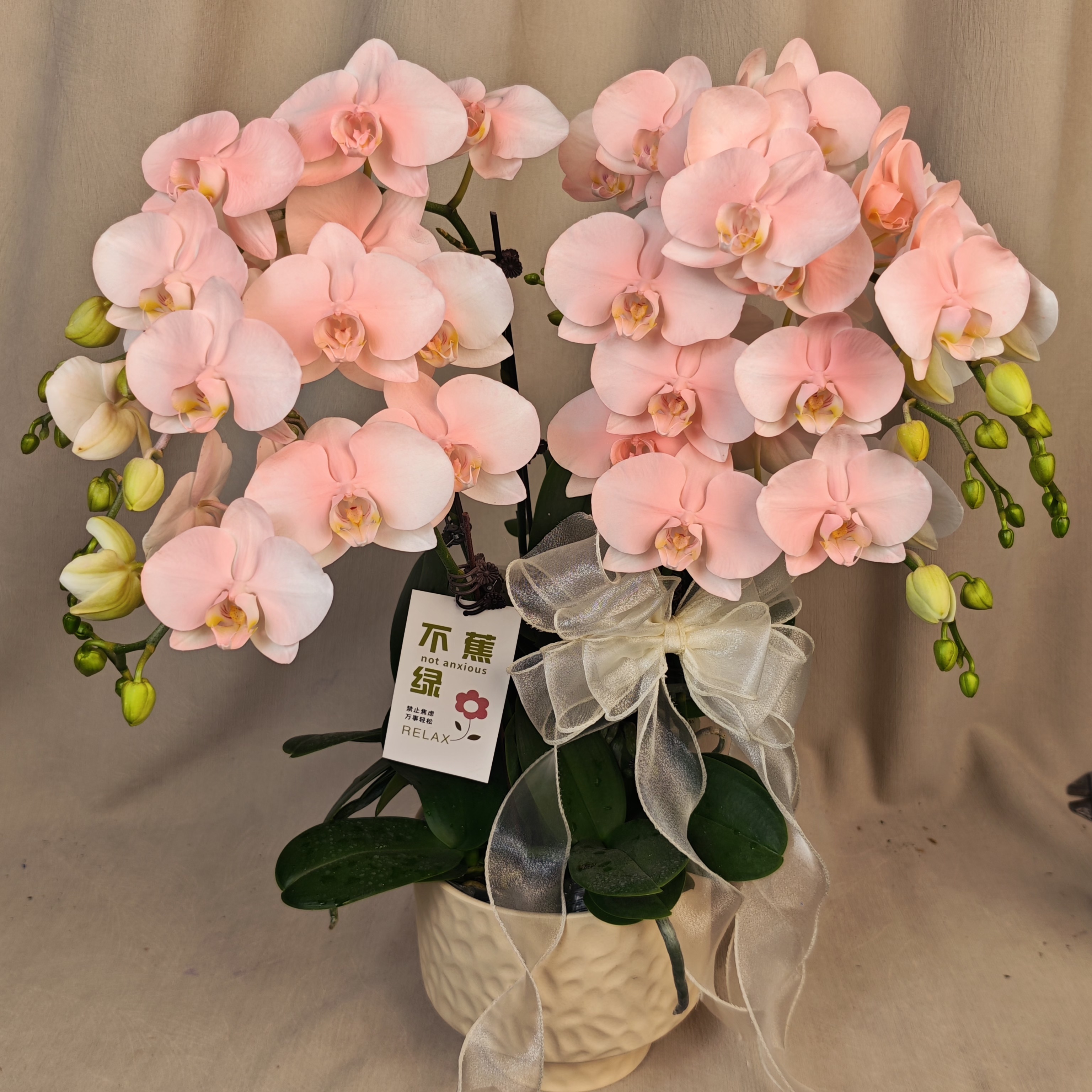 双旦佳礼【桃花朵朵】蝴蝶兰稀有梦幻马卡龙渐变色 特殊植物上色花