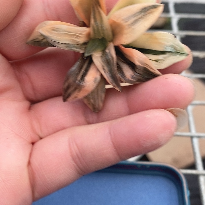 十二卷玉露锦红纹寿锦