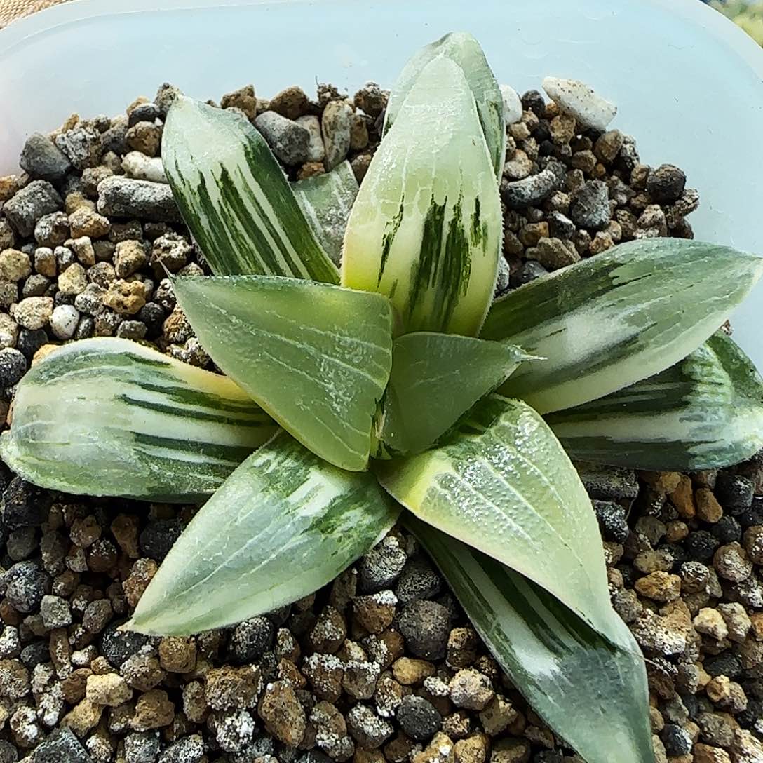 96号实生克锦一物一拍带盆土