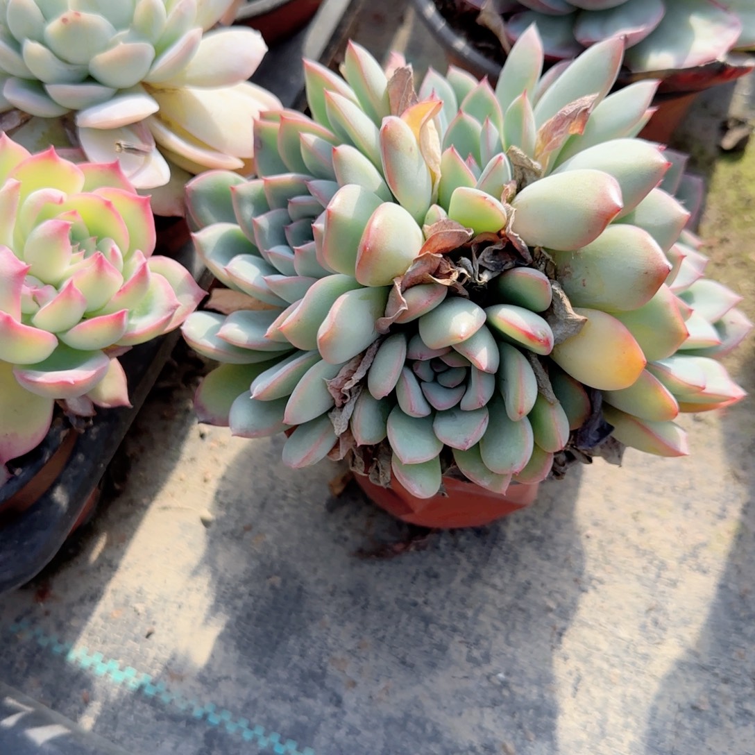 无花朵粉荷花小四头