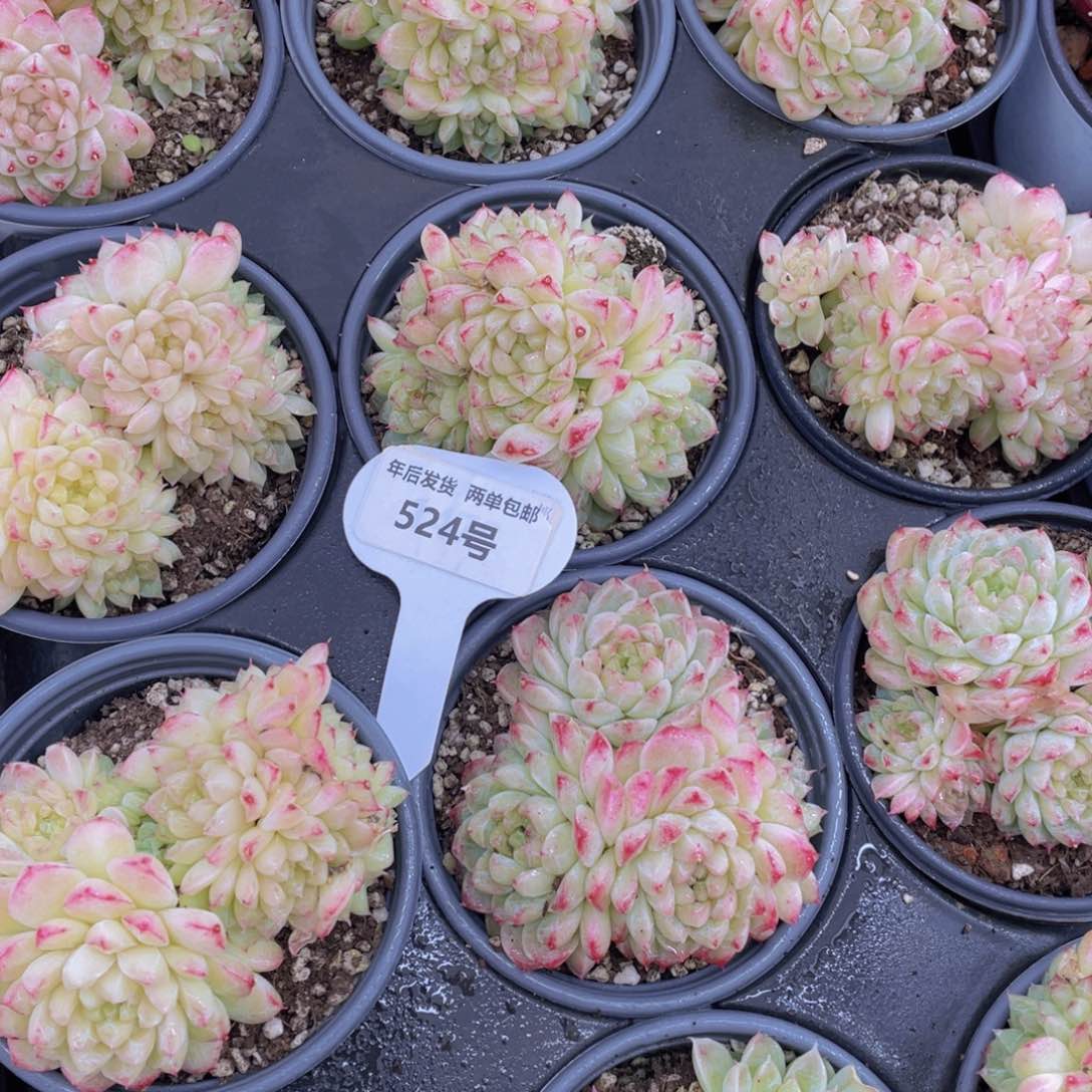 524号绿宝石珍妮麦秆群生一个