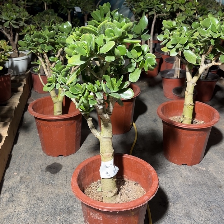 夜***落当前无花栽培后可以开花老青33