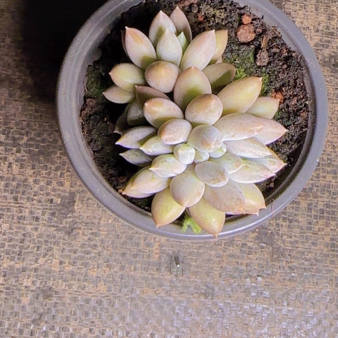 美****?美少女发货1111111111111