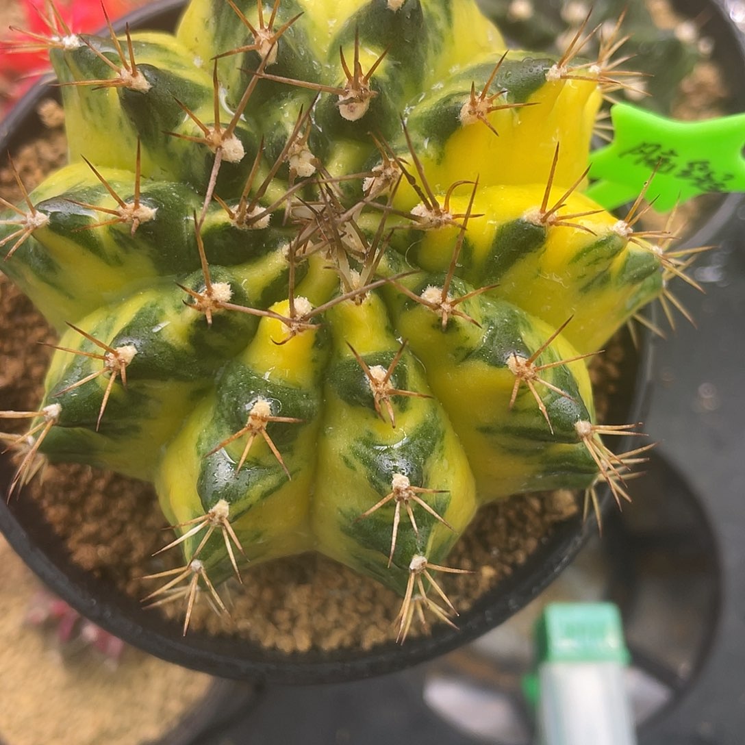 1-月亮皇冠8厘米。  