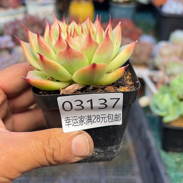 幸运的是我还没遇到你呢