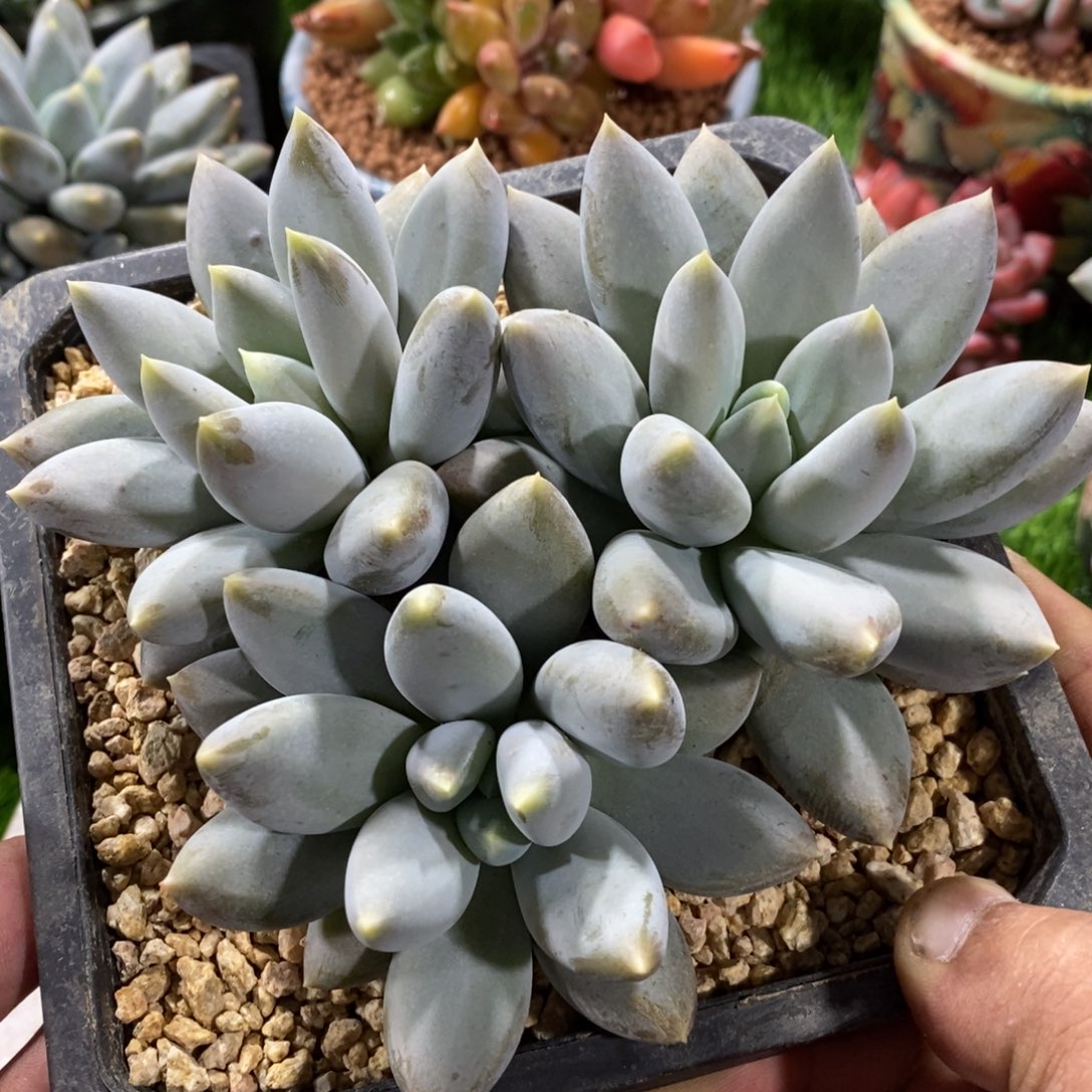 综合链接哥特萝莉