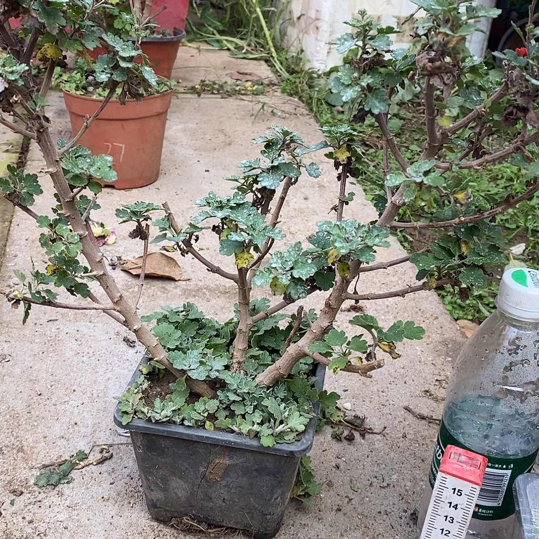 萤***生完全开放菊花菊花