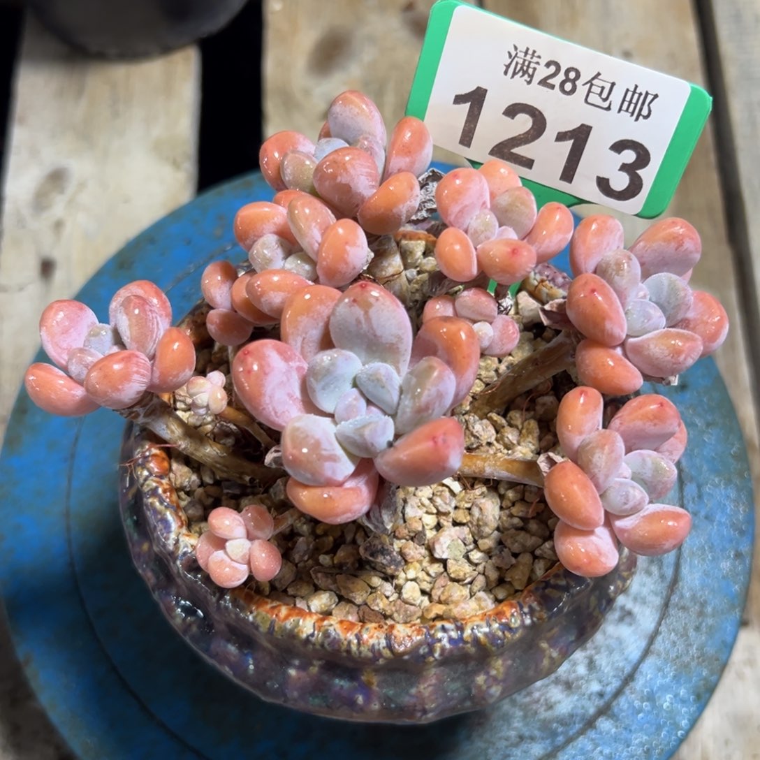 1213丽芙美人，冠服13