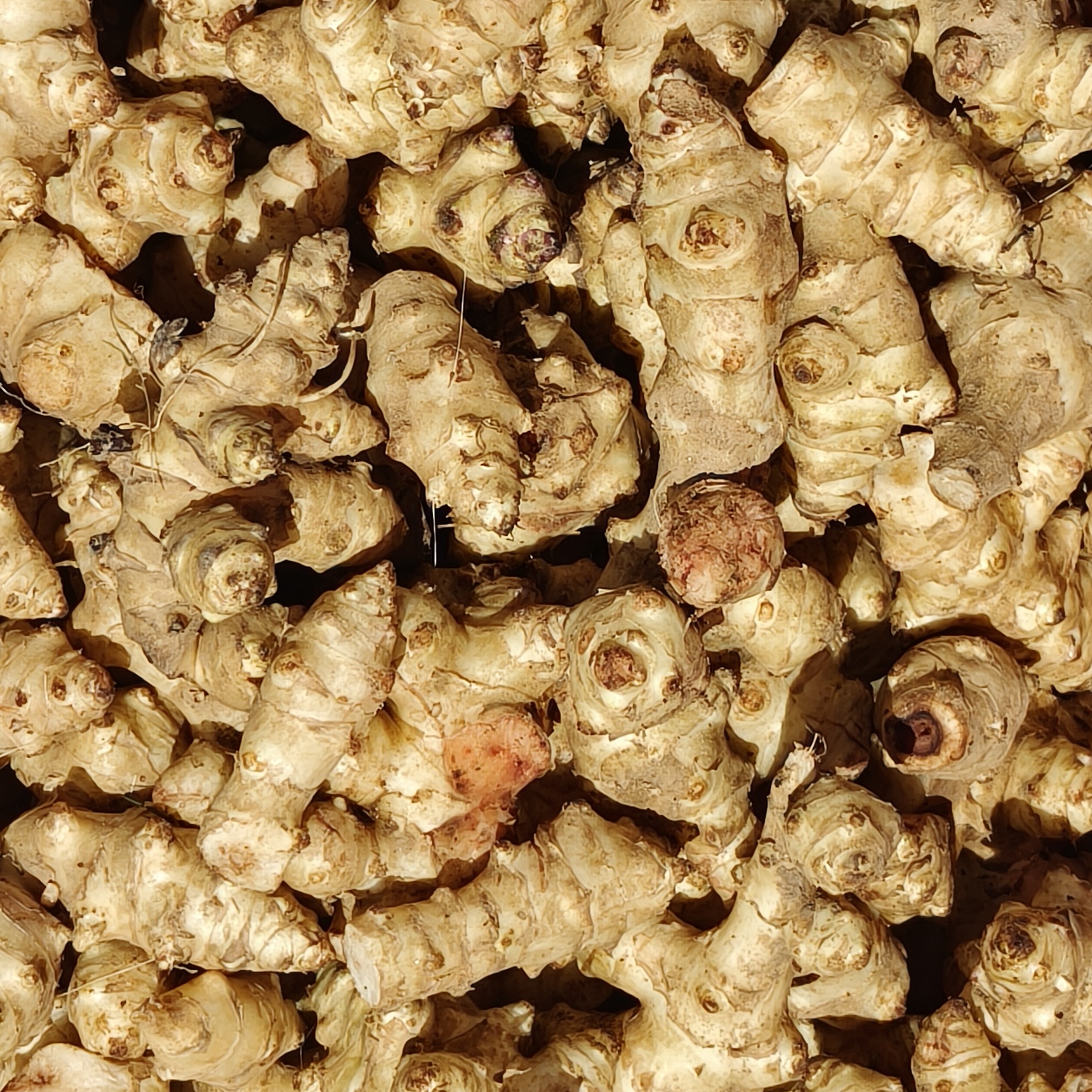 云南高原 洋姜（不辣，蔬菜） 大炎甄选