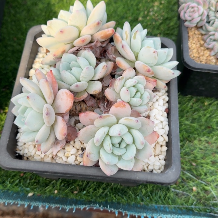 冷香群多肉植物绿植