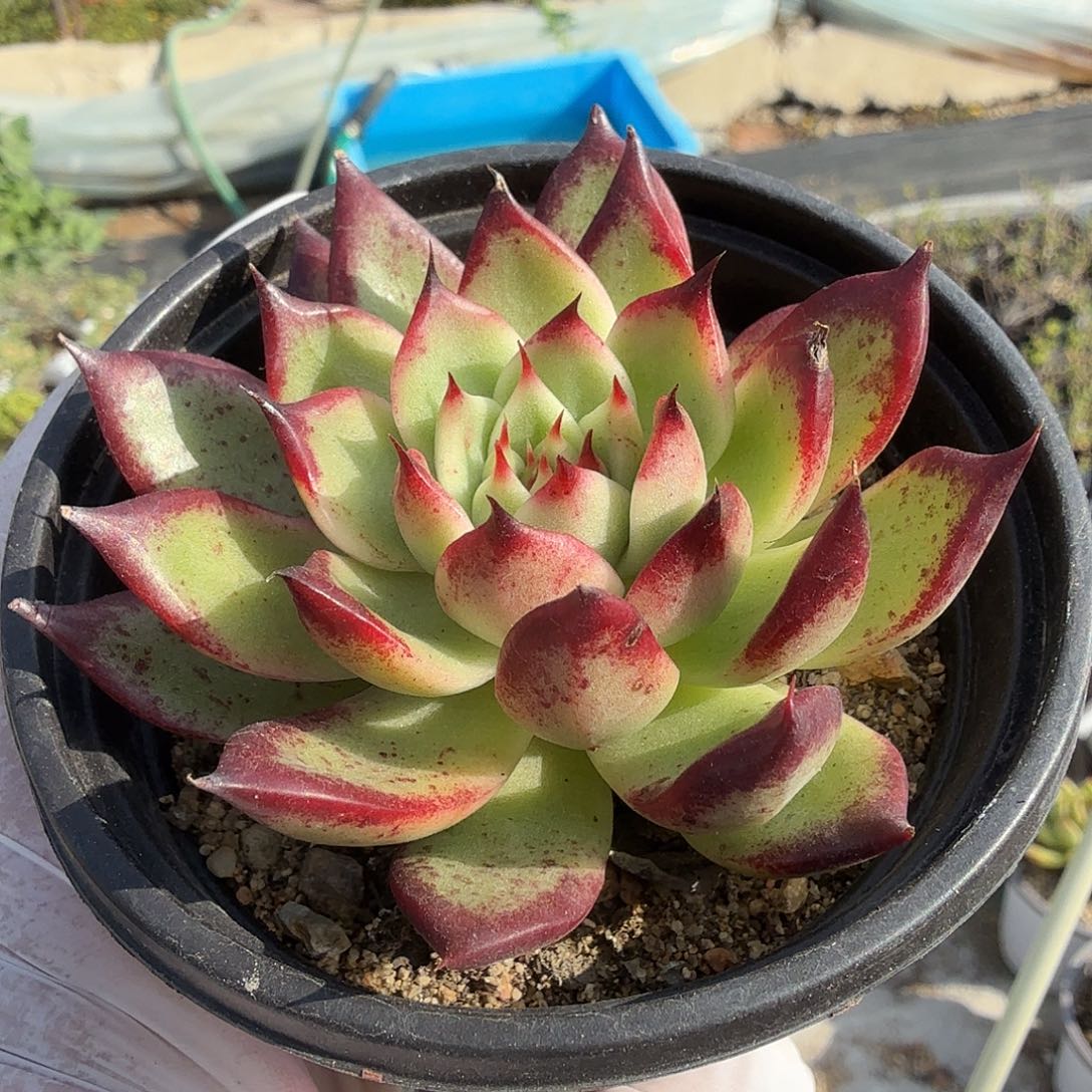 093七公分黑夜满20包邮