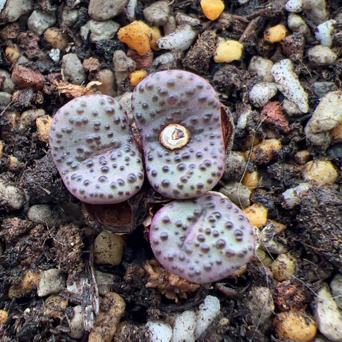 0213号红椒安贞 多肉植物