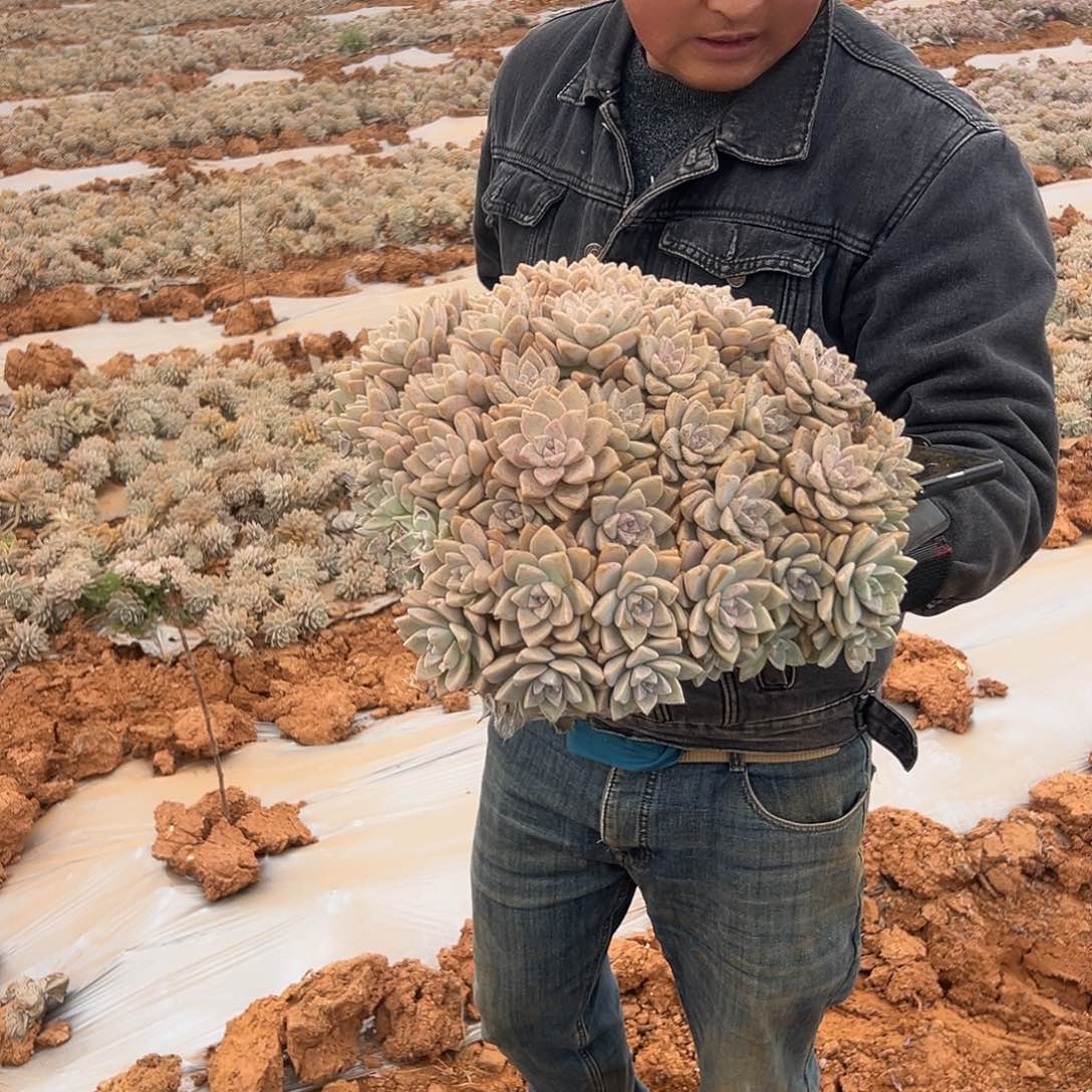 淡雪缀多肉5777发货424