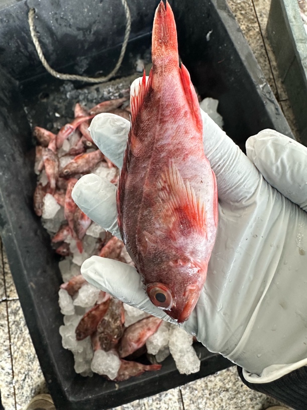 野生十九公 顺丰发货