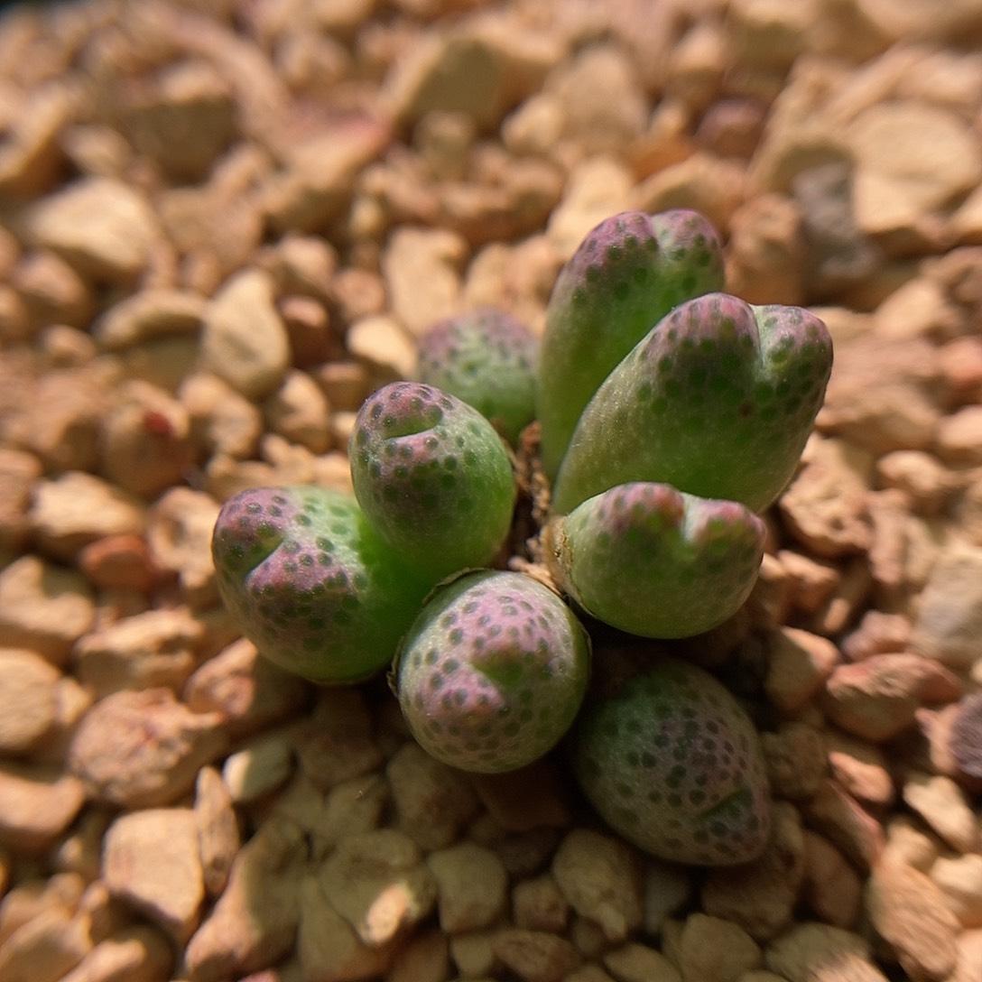 草莓斑马一颗8头包邮