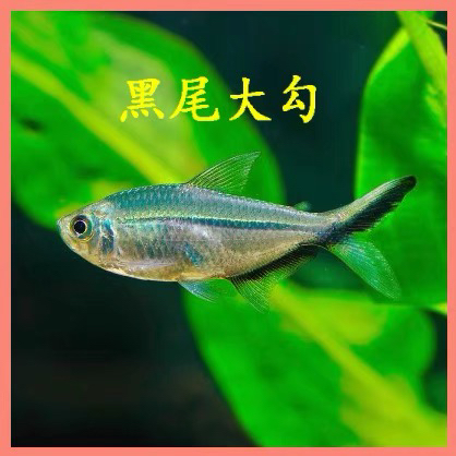 黑尾大勾鱼热带观赏鱼群游草缸小型活体淡水鱼