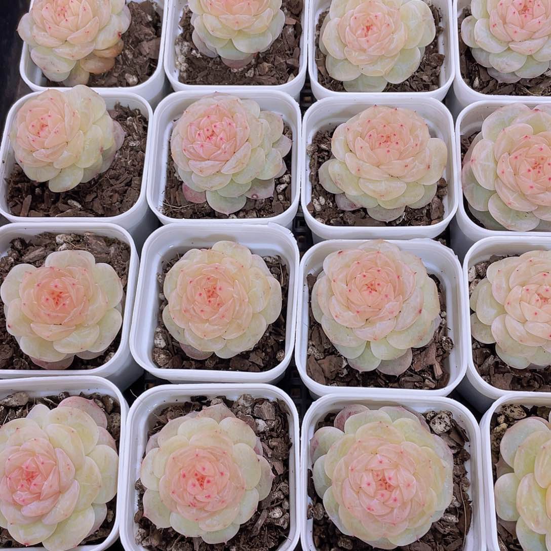 1152号 冰荔枝珍妮单头一个