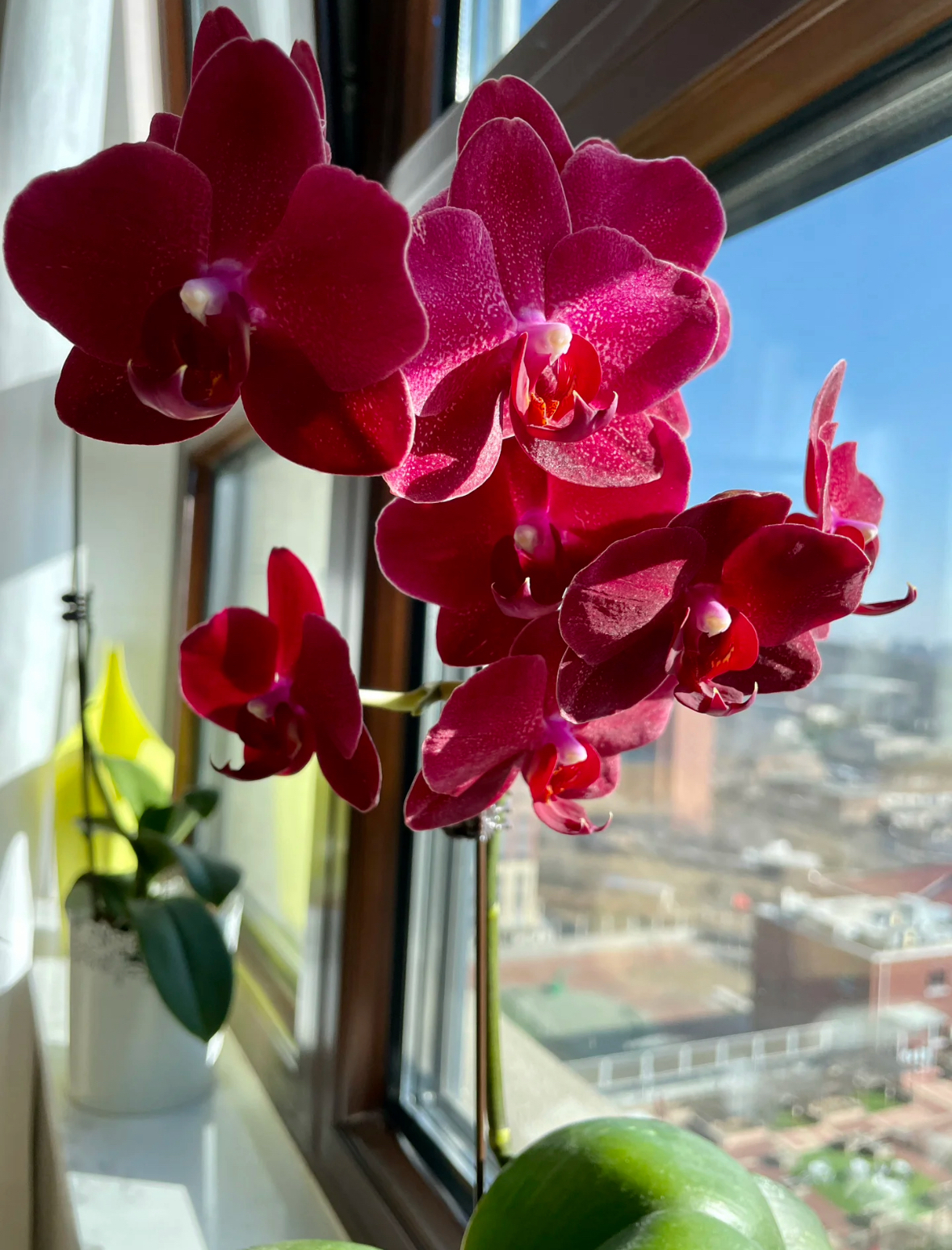 （拉菲）蝴蝶兰出梗苗发货3.5寸不拍保温冻坏不赔