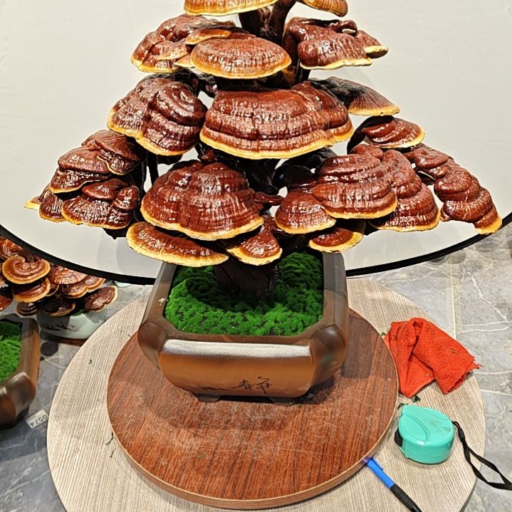 灵芝盆景高端大气上档次