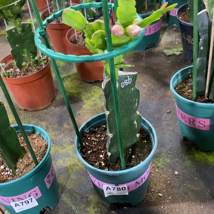 当前无花栽培后可以开花780嫁接086