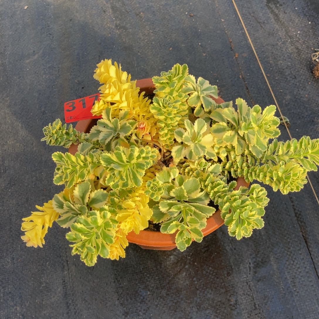 317多肉法师亚特兰蒂斯