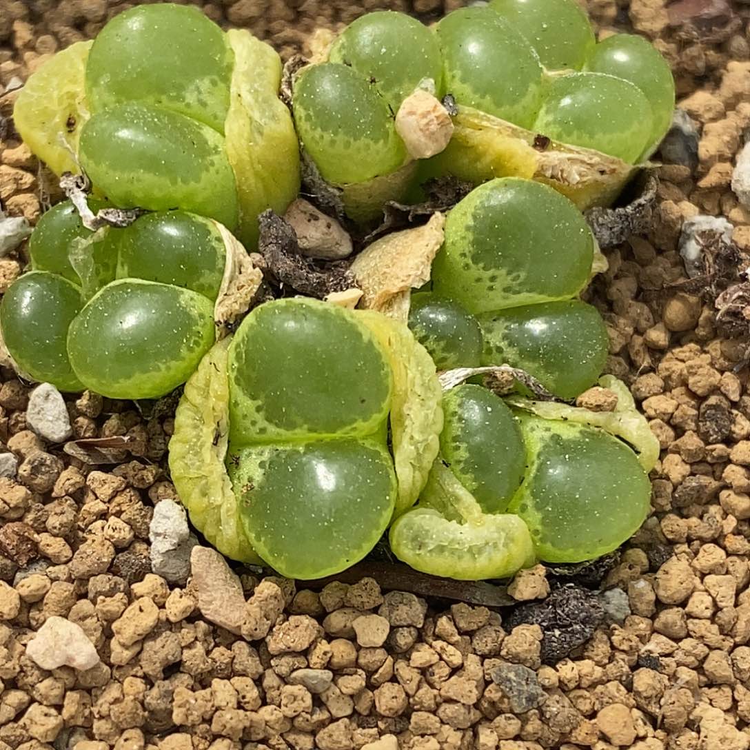 桃喜花园0417/39风铃福利