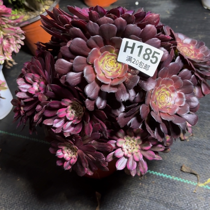 瑞妈多肉园艺185.