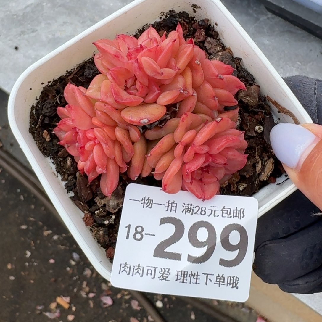 腊牡丹无盆土发货