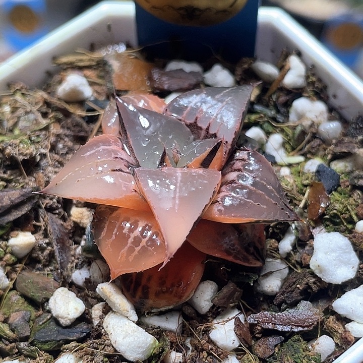 508酒吞锦特选福利