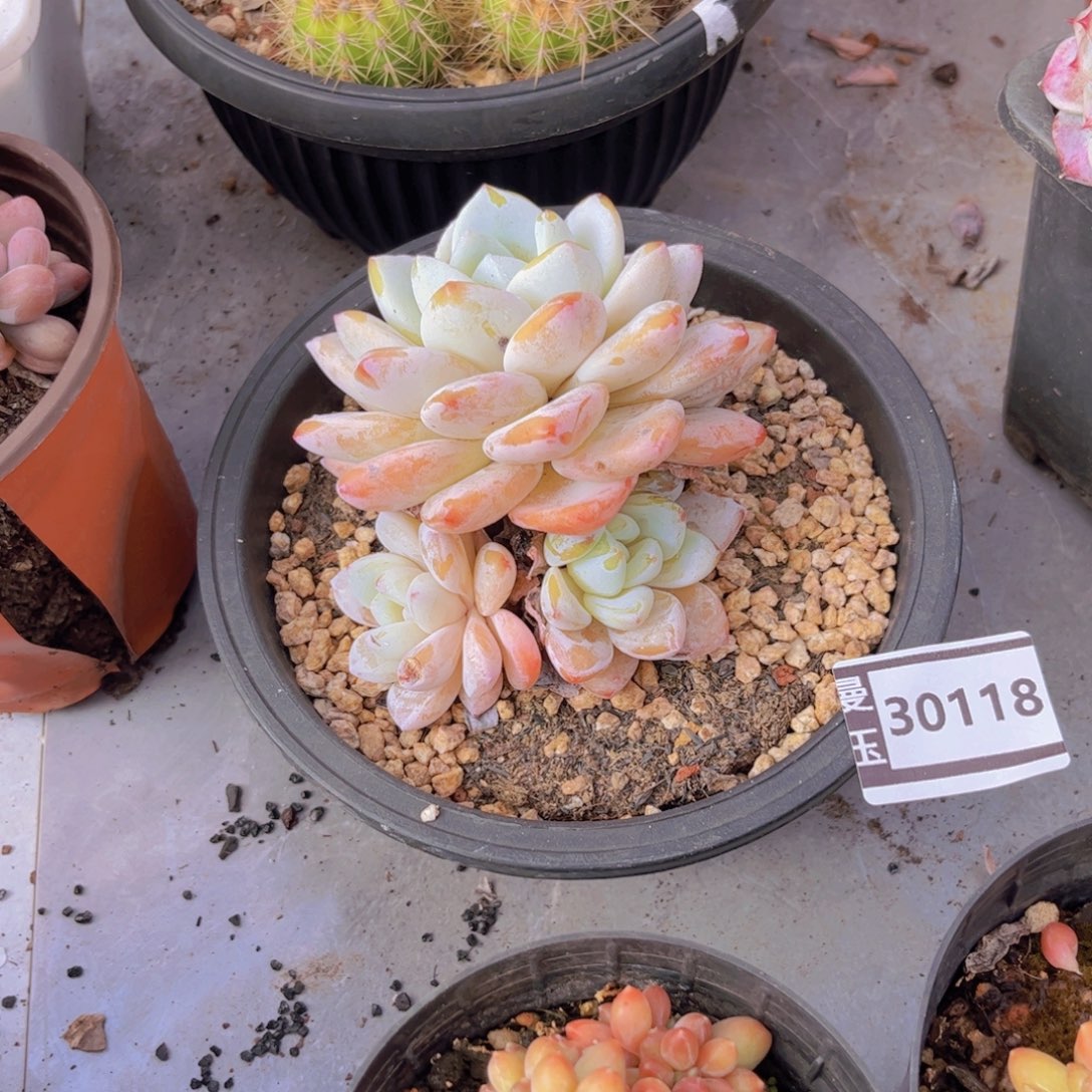 冷香多肉植物30118