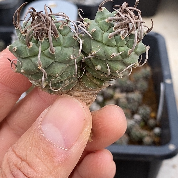 娇丽升云龙双头龙