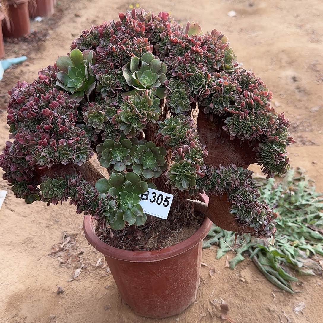 305火玫瑰朵朵一颗呀呀