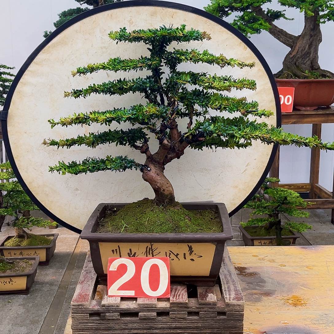 无花朵福建大哥一物一拍