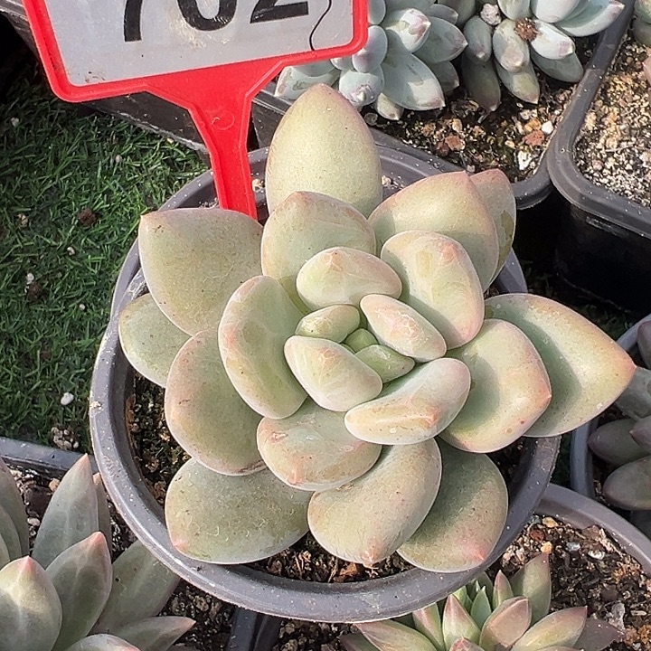 X系一物一拍702一物一拍