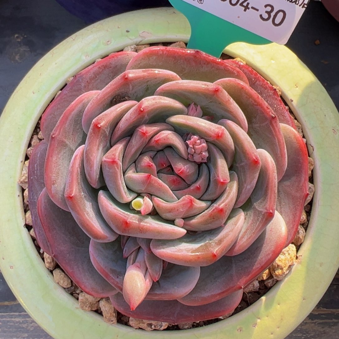 从前慢多肉精选编号0304.30