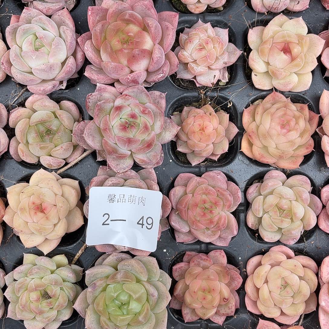 用***8多肉植物一物一拍2-49