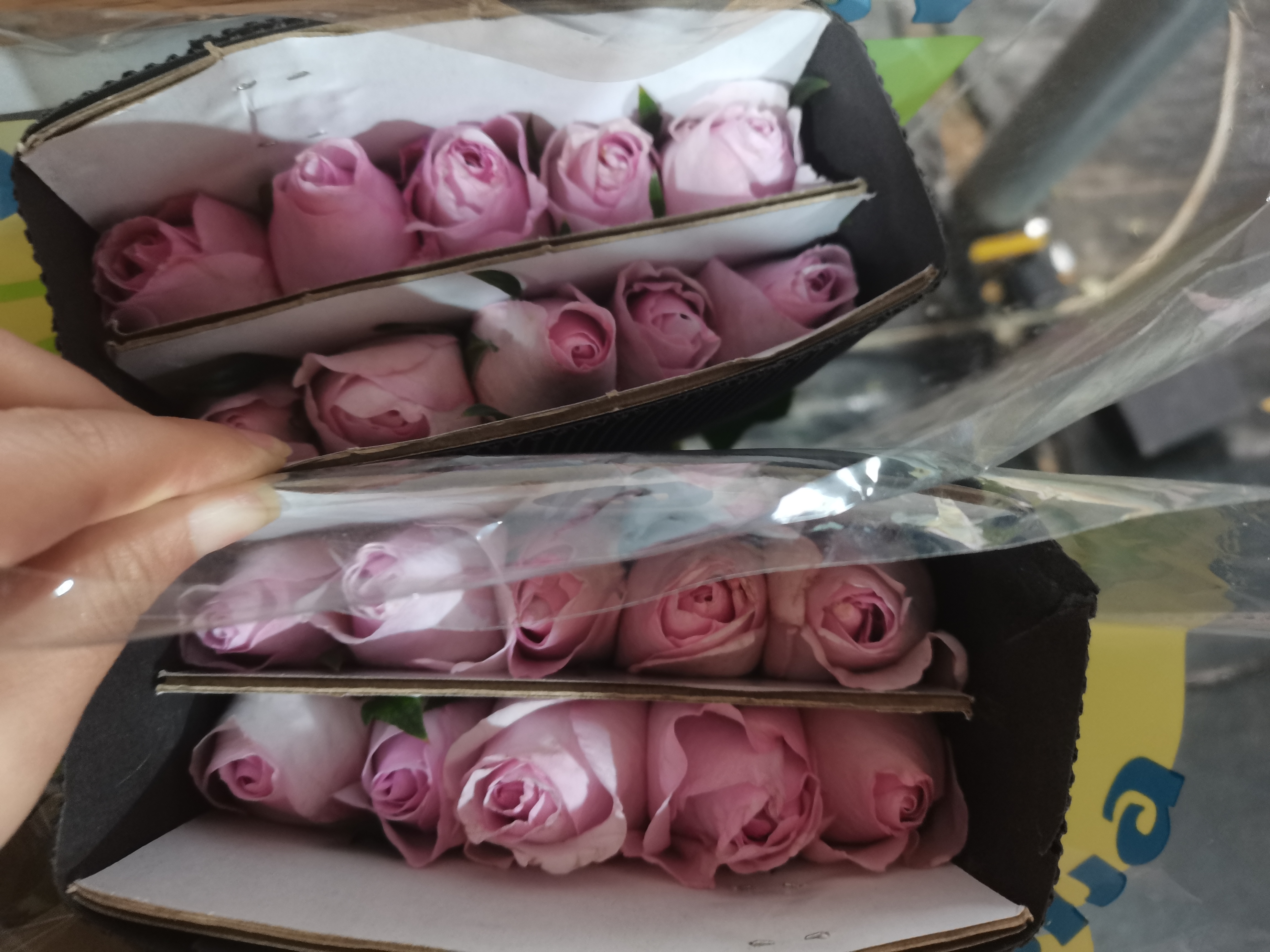 爱慕玫瑰10支一单包邮