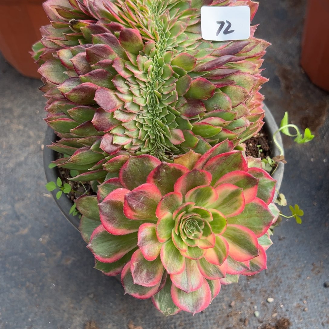 72黑魔锦缀多肉嘻嘻嘻