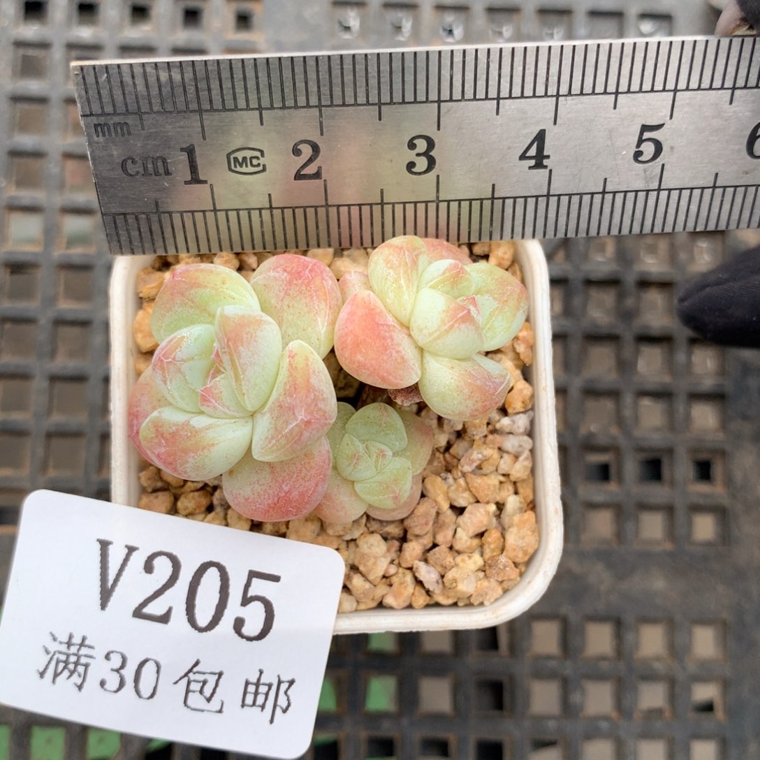 205。小脸糖心冰玉。