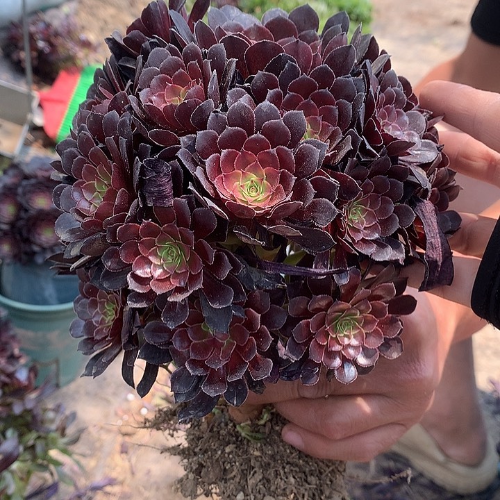 519黑铜壶多肉植物