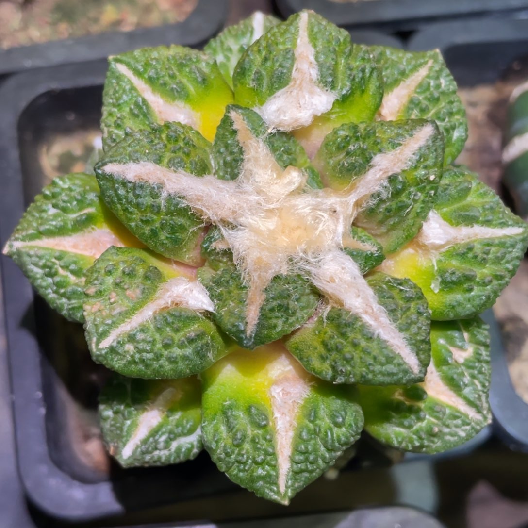 黄体大犹龟甲黑牡丹锦 仙人球