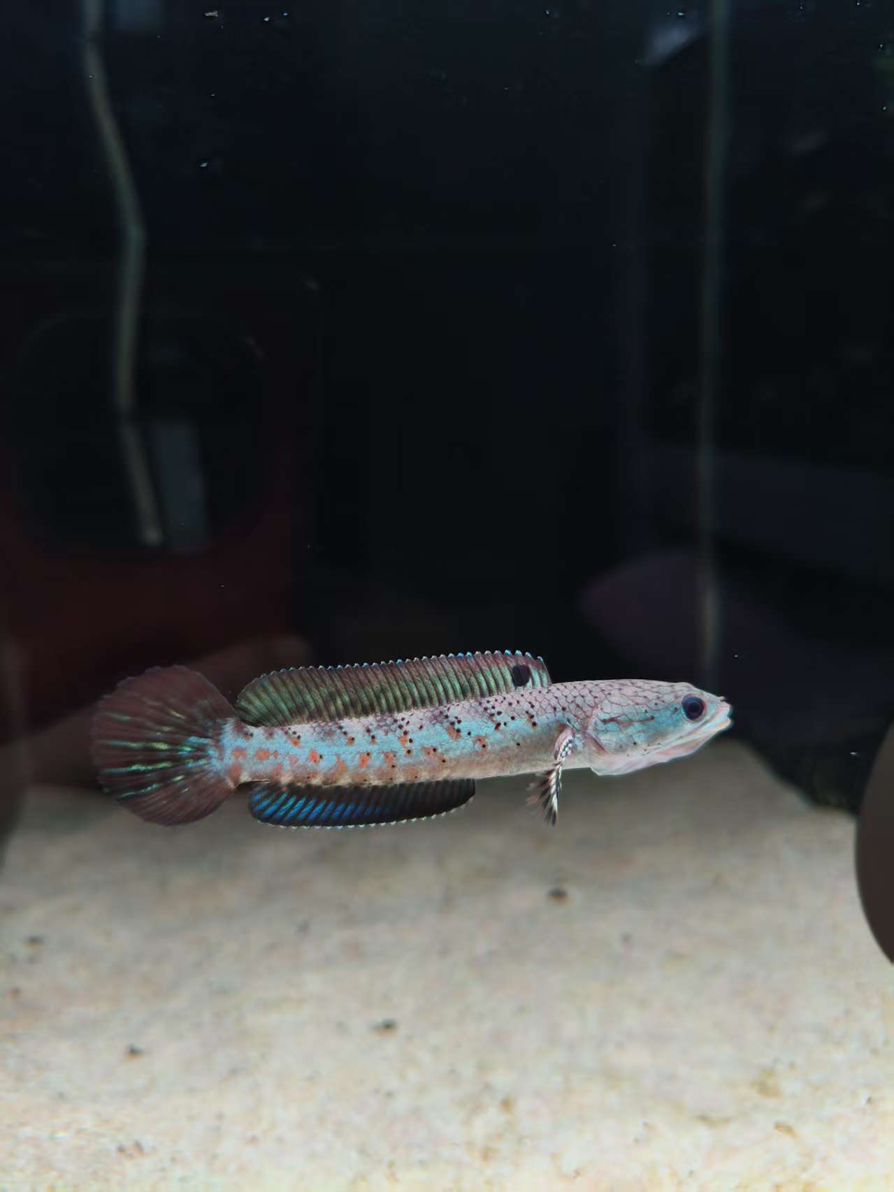 雷龙鱼