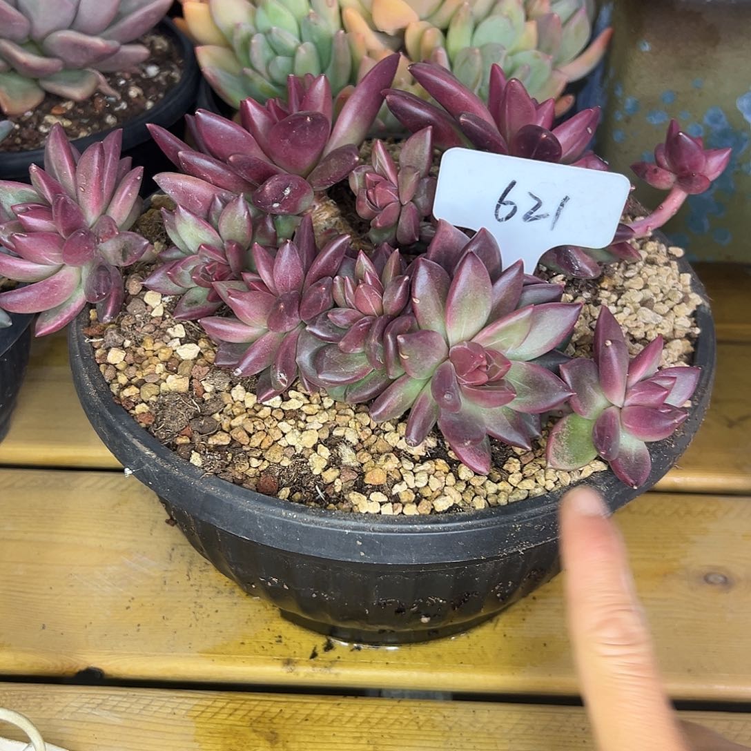 621迷雾泡泡多肉。  