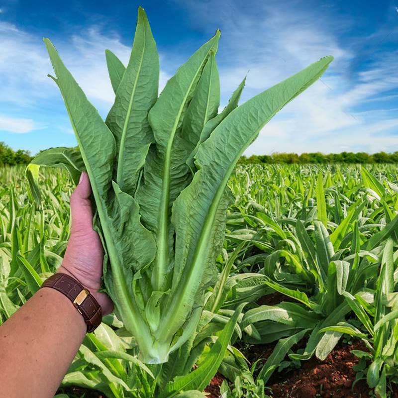 油麦菜苗秧苗蔬菜苗四季种苗甜麦菜种籽子大全耐热油麦菜种苗盆栽