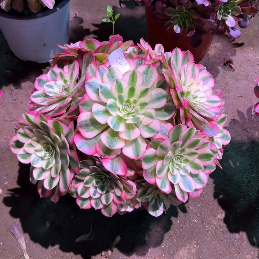 多肉植物倾城1135